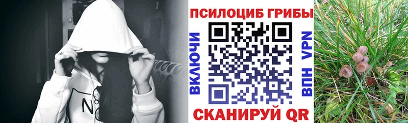 Купить где  Закаменск  Галлюциногенные грибы Psilocybe 